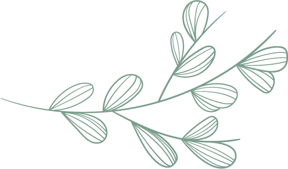 Eucalyptusblad rechts groen Eucalyptusblad illustratie